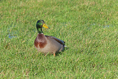 BUITEN BEELD Foto: 220006