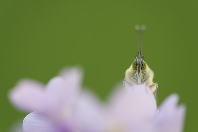 BUITEN BEELD Foto: 220240