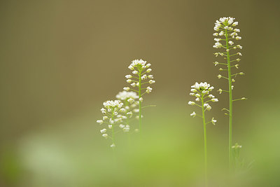 BUITEN BEELD Foto: 220245