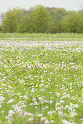 BUITEN BEELD Foto: 220252