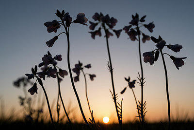 BUITEN BEELD Foto: 220257