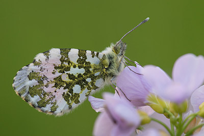 BUITEN BEELD Foto: 220260