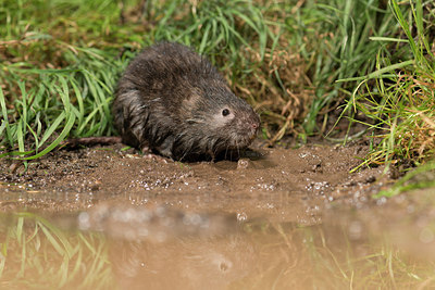 BUITEN BEELD Foto: 220263