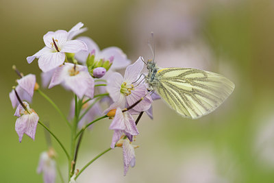 BUITEN BEELD Foto: 220280