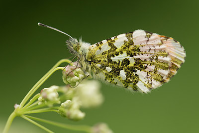 BUITEN BEELD Foto: 220306