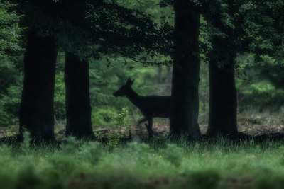 BUITEN BEELD Foto: 220327