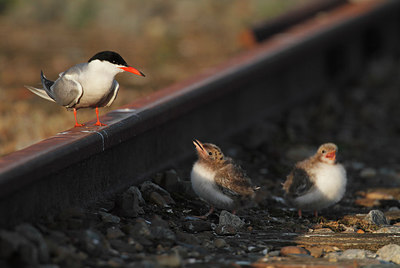 BUITEN BEELD Foto: 220379