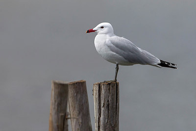 BUITEN BEELD Foto: 220399