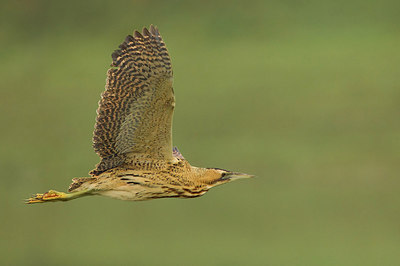 BUITEN BEELD Foto: 220471