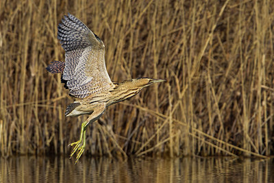 BUITEN BEELD Foto: 220493