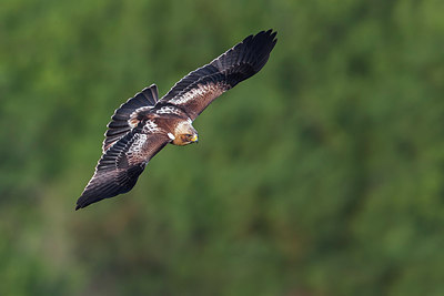 BUITEN BEELD Foto: 220659