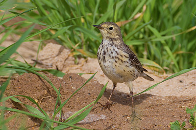 BUITEN BEELD Foto: 220669