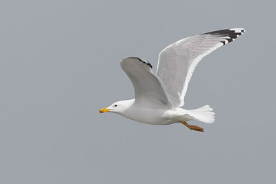 BUITEN BEELD Foto: 220670