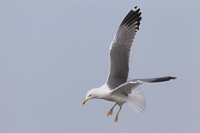 BUITEN BEELD Foto: 220677