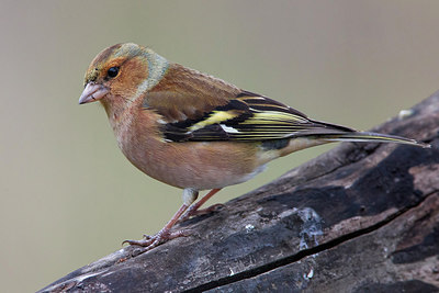 BUITEN BEELD Foto: 220693