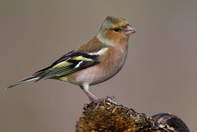 BUITEN BEELD Foto: 220696
