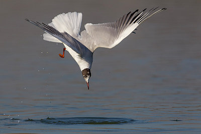 BUITEN BEELD Foto: 220732