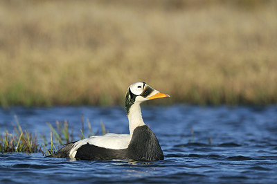 BUITEN BEELD Foto: 220736