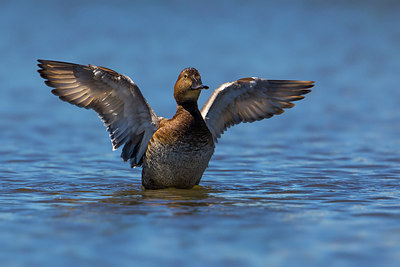 BUITEN BEELD Foto: 220740