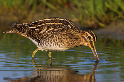 BUITEN BEELD Foto: 220790