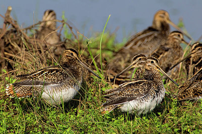 BUITEN BEELD Foto: 220804