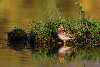 BUITEN BEELD Foto: 220809