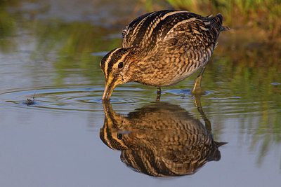 BUITEN BEELD Foto: 220813
