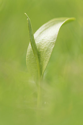 BUITEN BEELD Foto: 220826