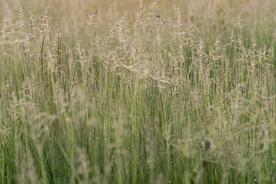 BUITEN BEELD Foto: 220828
