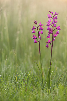BUITEN BEELD Foto: 220831