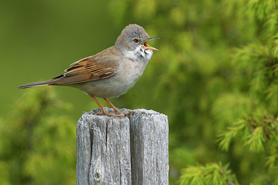 BUITEN BEELD Foto: 220842