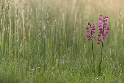 BUITEN BEELD Foto: 220853