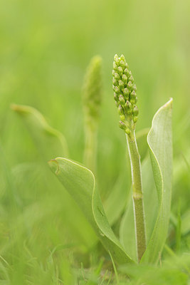 BUITEN BEELD Foto: 220867