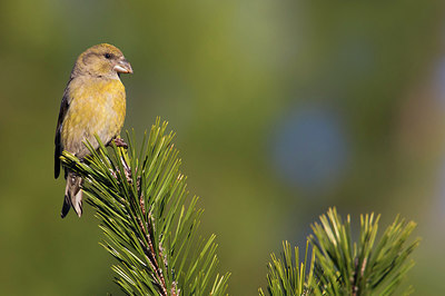 BUITEN BEELD Foto: 220898