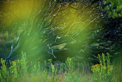 BUITEN BEELD Foto: 220939
