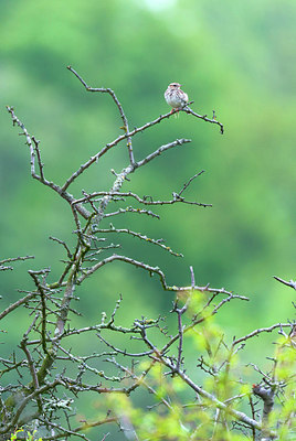 BUITEN BEELD Foto: 220940