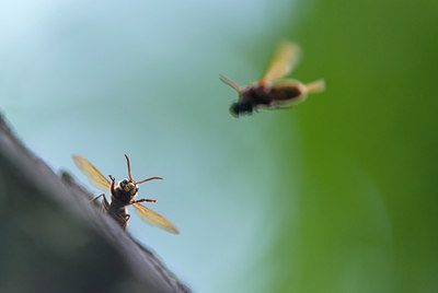 BUITEN BEELD Foto: 220942