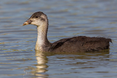 BUITEN BEELD Foto: 220943