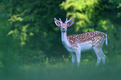 BUITEN BEELD Foto: 220944