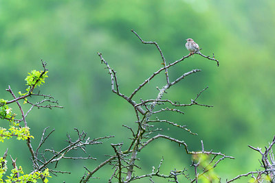 BUITEN BEELD Foto: 220946