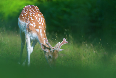 BUITEN BEELD Foto: 220951
