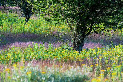 BUITEN BEELD Foto: 220952