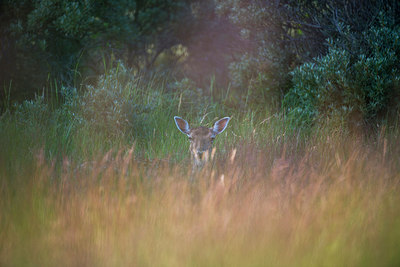 BUITEN BEELD Foto: 220964