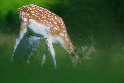 BUITEN BEELD Foto: 220969