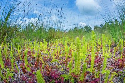 BUITEN BEELD Foto: 220976