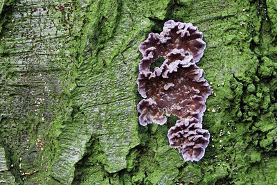 BUITEN BEELD Foto: 221023