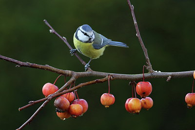 BUITEN BEELD Foto: 221026