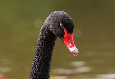 BUITEN BEELD Foto: 221046