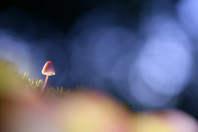 BUITEN BEELD Foto: 221091