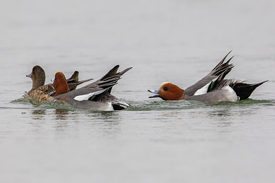 BUITEN BEELD Foto: 221130